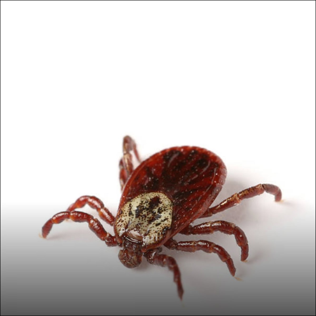 Lopper, flåter og tæger Alterna